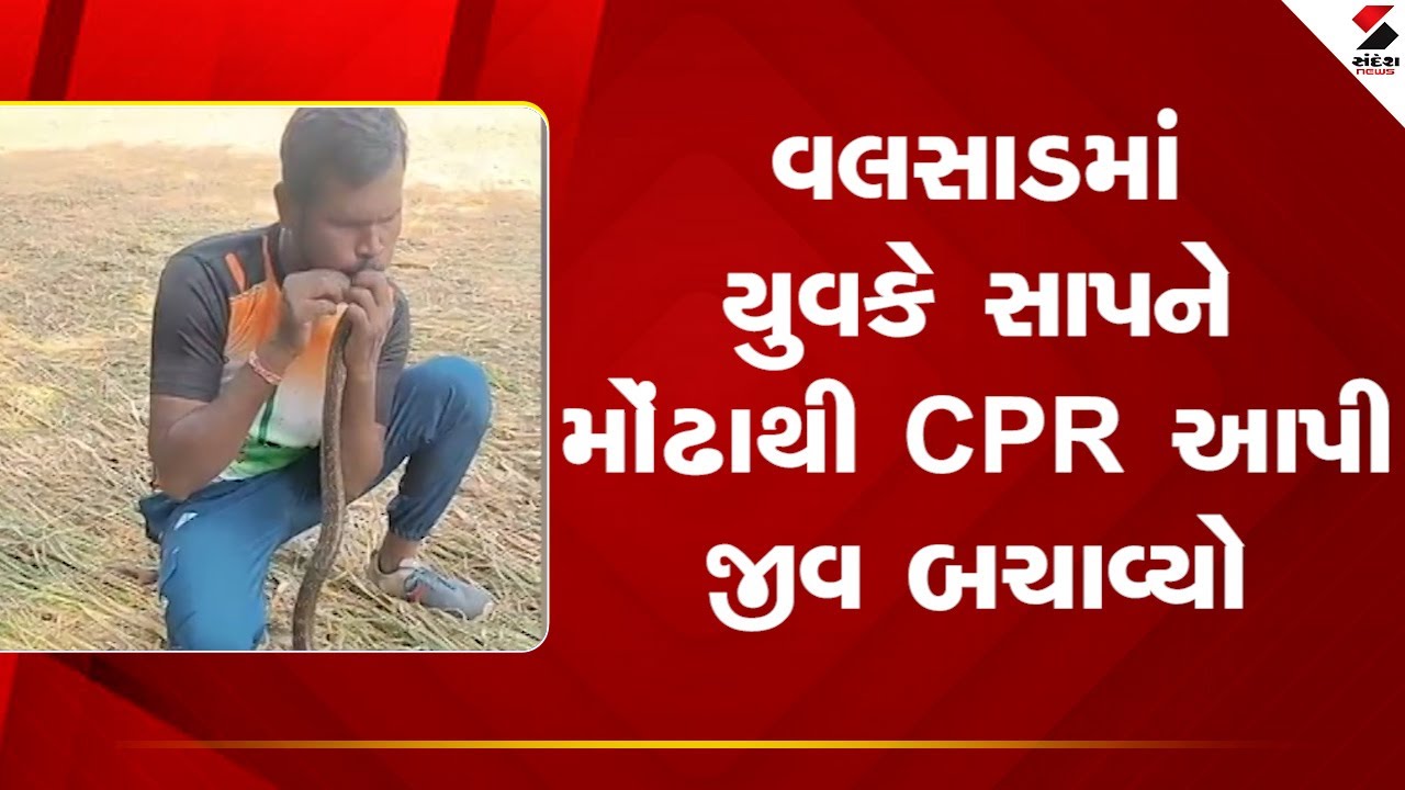 Valsad | વલસાડમાં યુવકે સાપને મોંઢાથી CPR આપી જીવ બચાવ્યો | CPR | Snake | Gujarat |