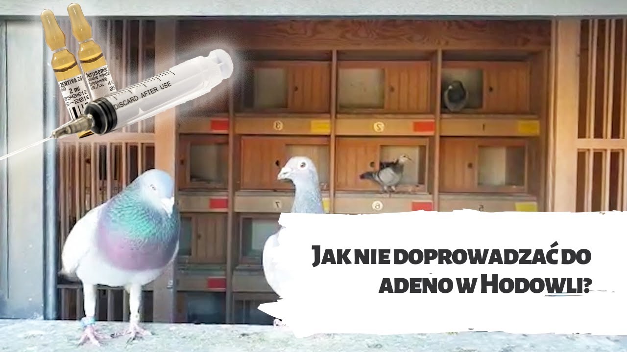 Jak nie doprowadzać do adeno w hodowli?