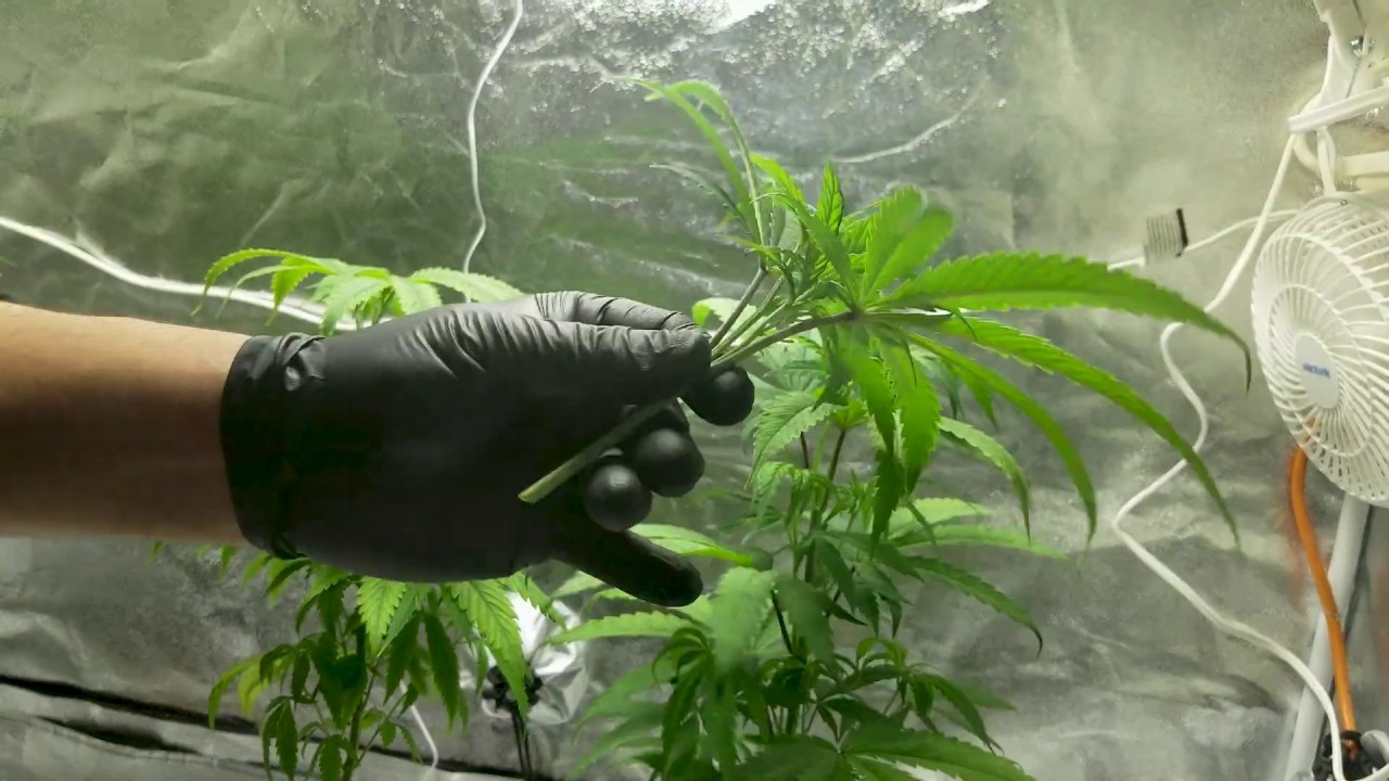 Grow Your Four Episode 6/13: Lollipopping, Topping, Training and Pruning Cannabis Plants