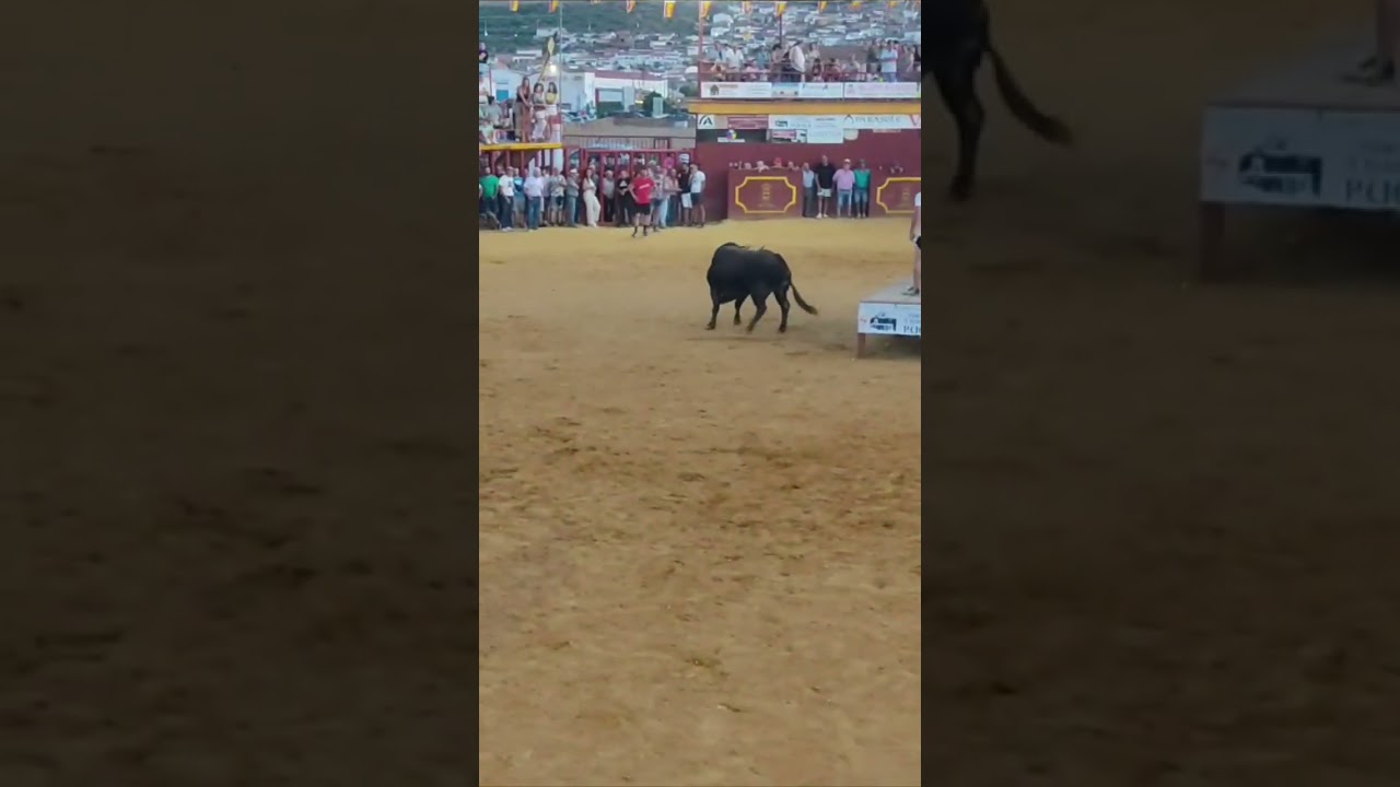 impresionante cogida en Puebla de Alcocer. 2023