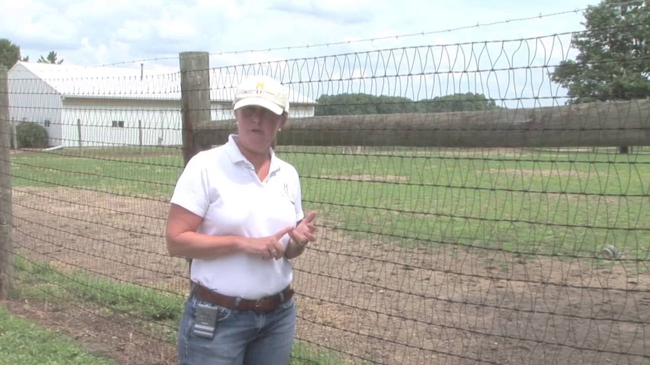 Horse Fencing: Wire Mesh Fencing