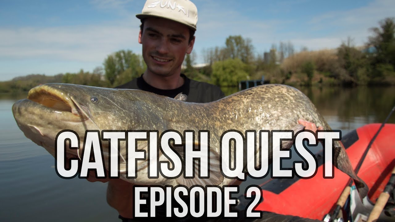 Meerval vangen in Frankrijk [LIVE aanbeten!] - Catfish Quest #2