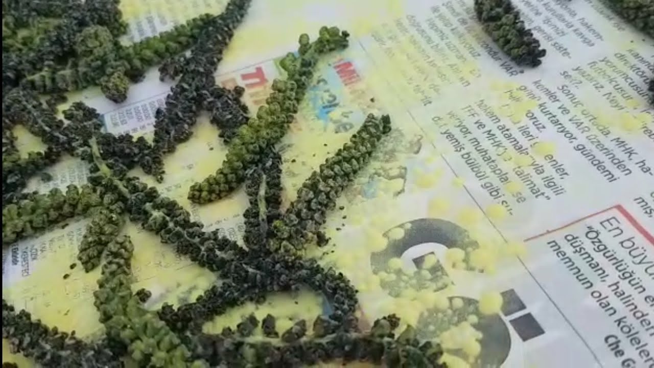157- Cevizde Suni Tozlanma, Cevizlerinizi Dökülmekten Kurtarın...