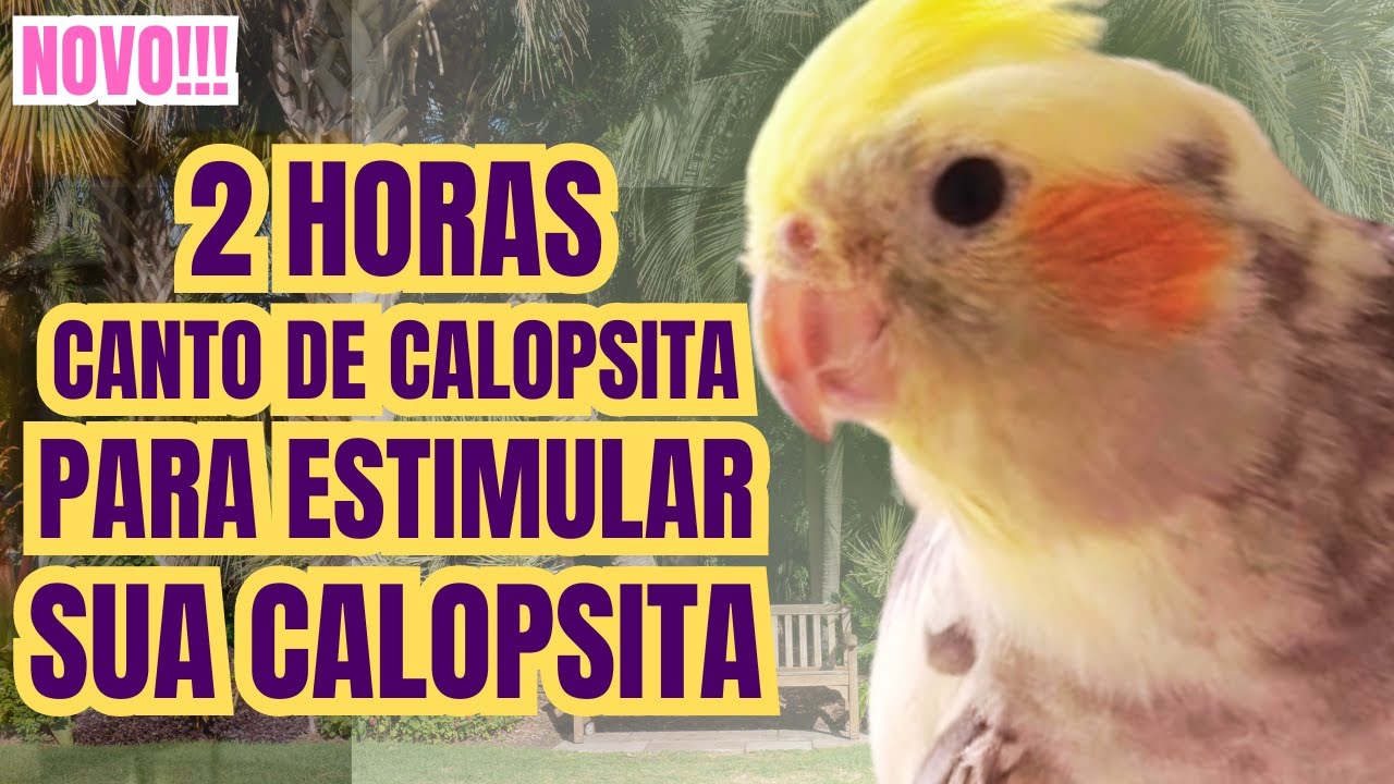 CANTO de CALOPSITA 2 Horas de CANTOS para Ensinar sua CALOPSITA CANTAR Canto para Treinar CALOPSITA