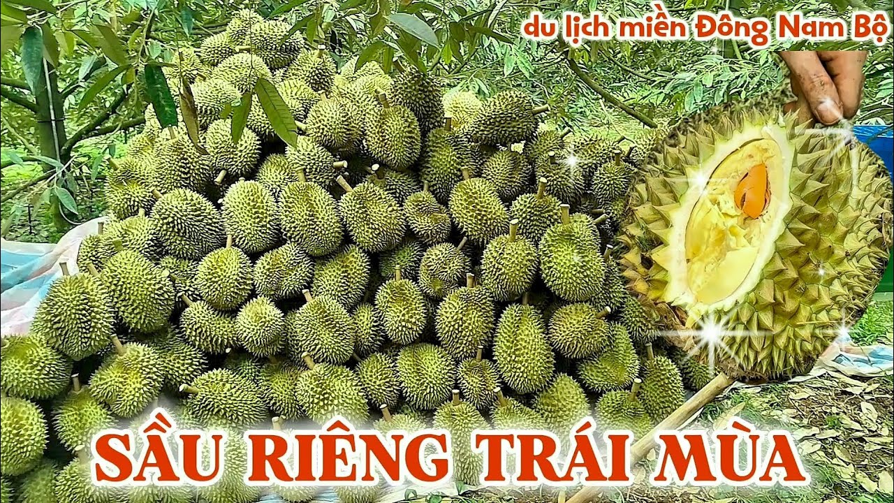 Du lịch Đông Nam Bộ: sầu riêng trái mùa – ăn tại gốc ngon khó tin | Kim Liên Pi-Vi