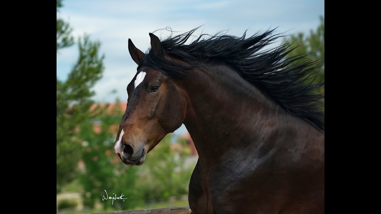 SEMENTAL PRE 4 AÑOS - CLINIC BRIGITTE VAN DER HAGEN