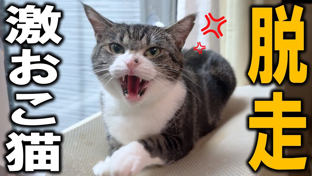人馴れ修行中の凶暴猫が脱走しました&hellip;
