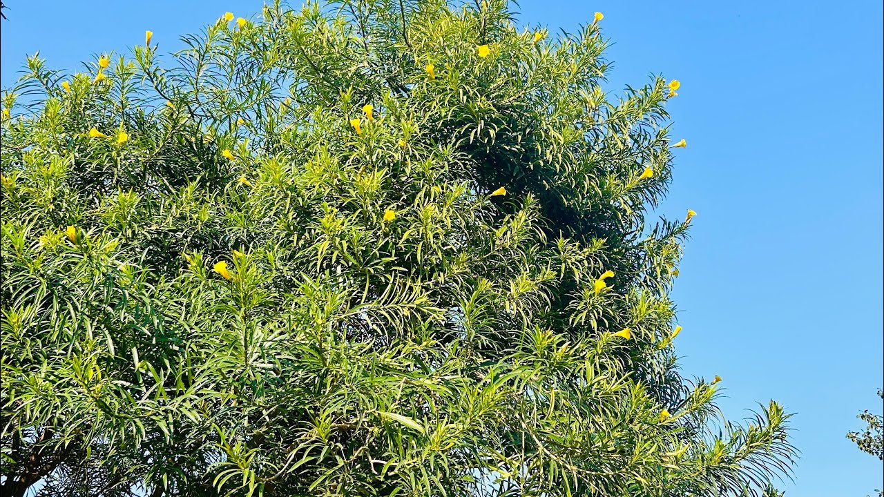 Aaj to girte girte bach gaya 😅