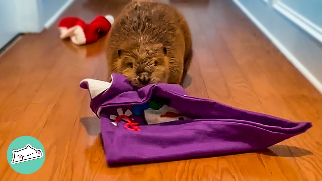 Wild Beaver Builds A Christmas Dam In Woman's Home | Cuddle Buddies
