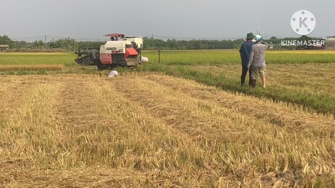 Người Nông Dân Tiếp Tục Thu Hoạch Lúa P2 