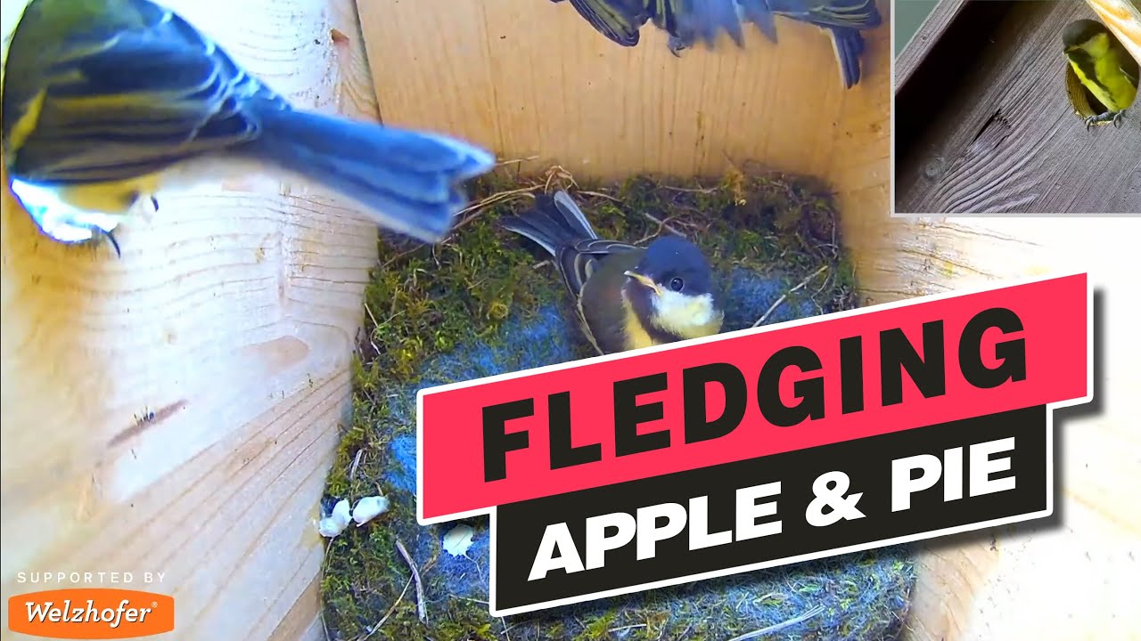 Fledging of the Great Tits of 