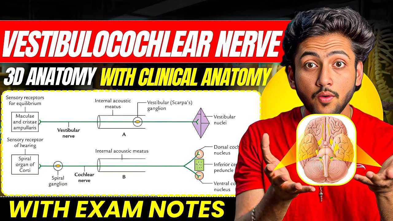 Neuroanatomy- Vestibulocochlear Nerve | MBBS 1st Year | Explanation With Exam Notes |  MBBS World