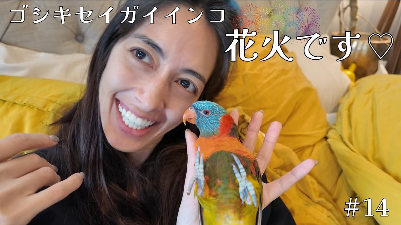 #14 ゴシキセイガイインコ 花火 ／ My Rainbow Lorikeet “Hanabi”