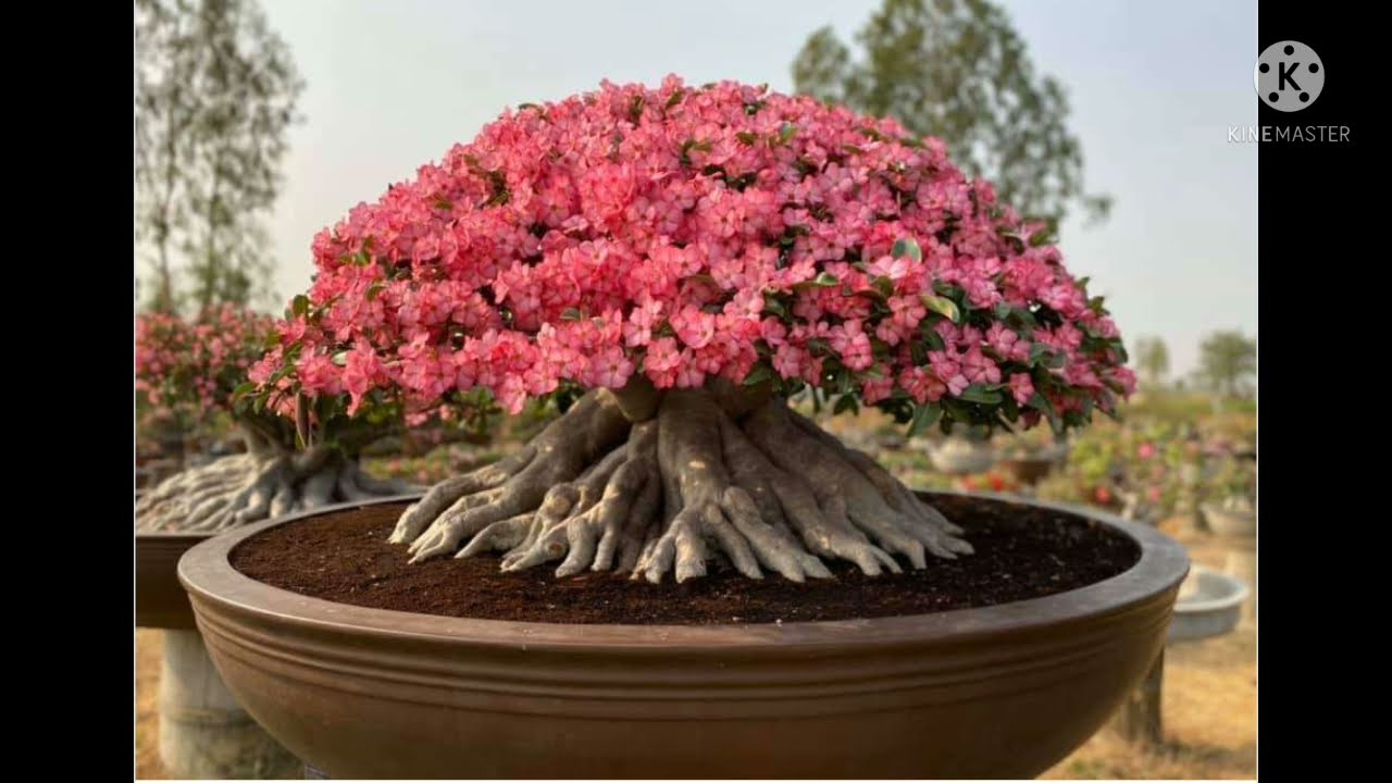 Amazing beautiful ADENIUM #Adenium#Rootradial#Bonsaiadenium#Godji#Arabicum#Thaisoco#Flower#