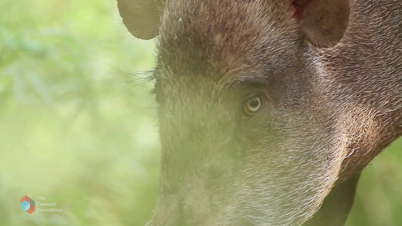 TDF Nature Series - Margalla Hills - Biodiversity (Urdu)