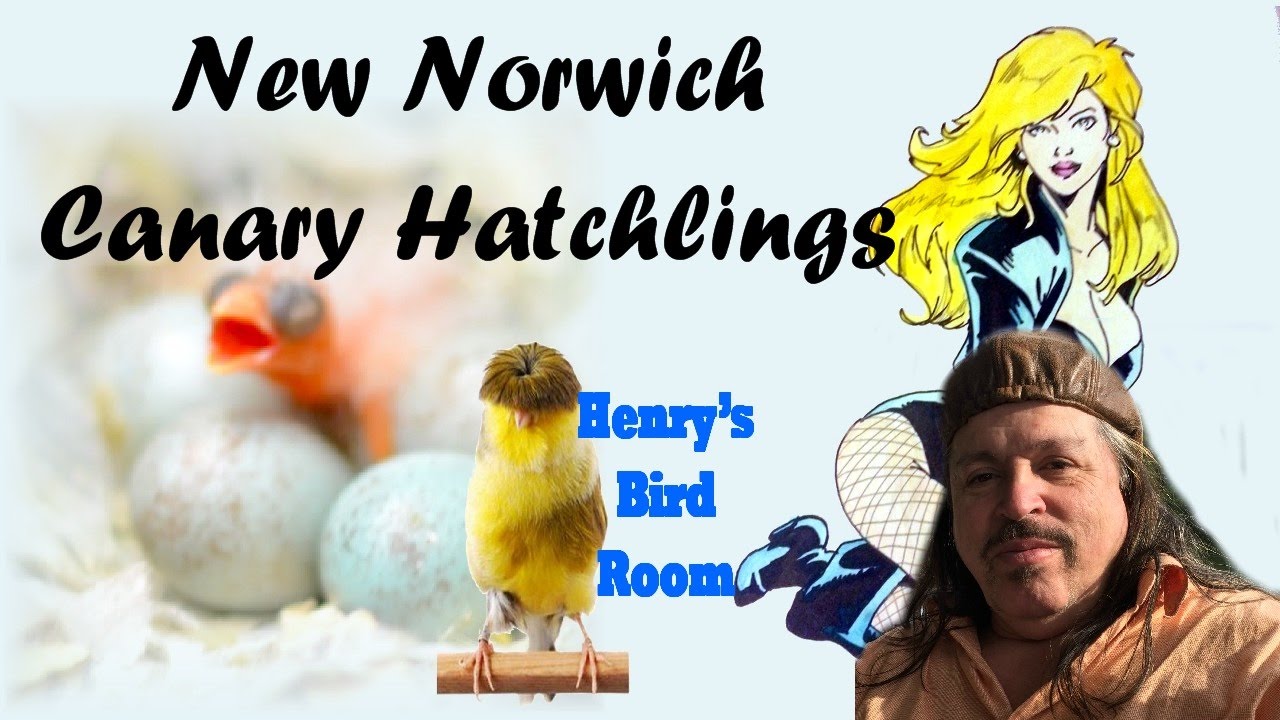 Norwich Canary Hatchlings | Henry's Bird Room