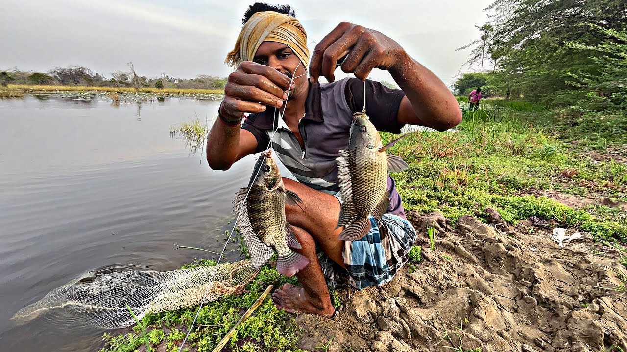 மழை துளி போல் ஜிலேபி மீன்கள் கூட்டம் கன்மாய் தண்ணீர் மட்டத்திற்க்கு ஜிலேபி மீன்கள் 😘 #மாரியம்மன்