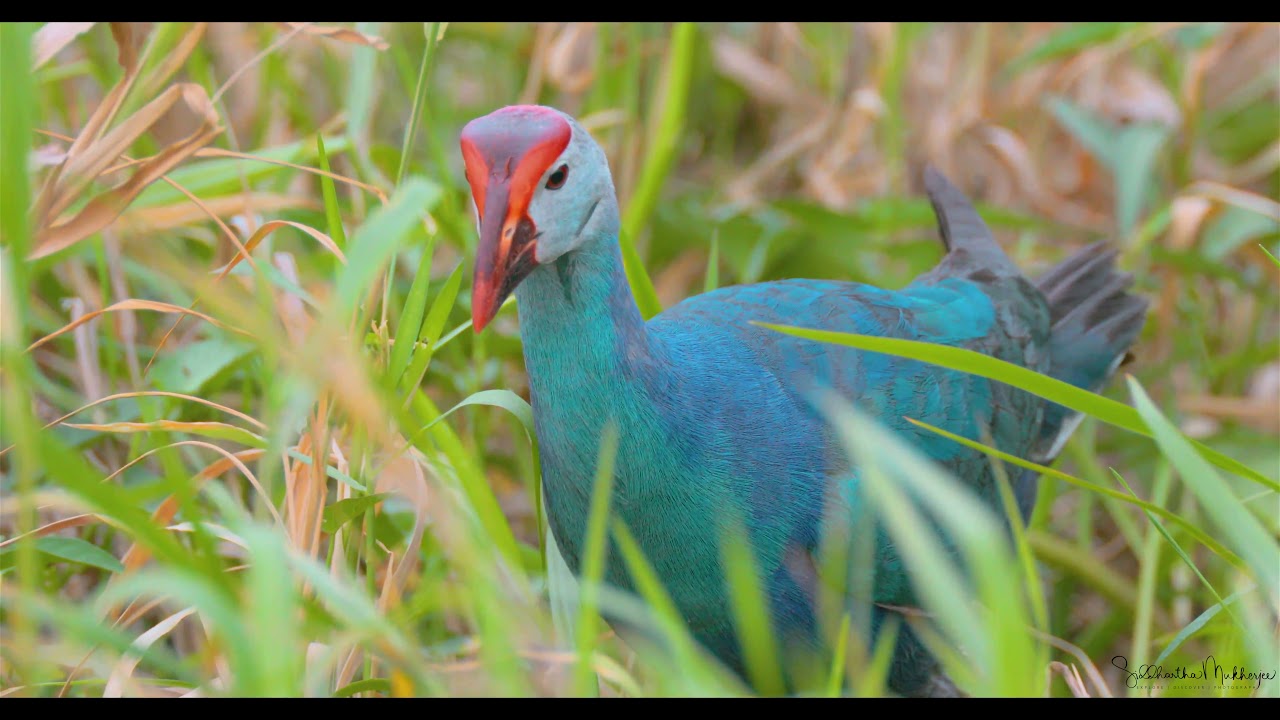 Grey-headed Swamphen