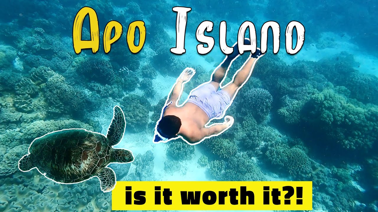 Swimming with Huge Turtles in Apo Island, Philippines! Travelling Negros Oriental 2022
