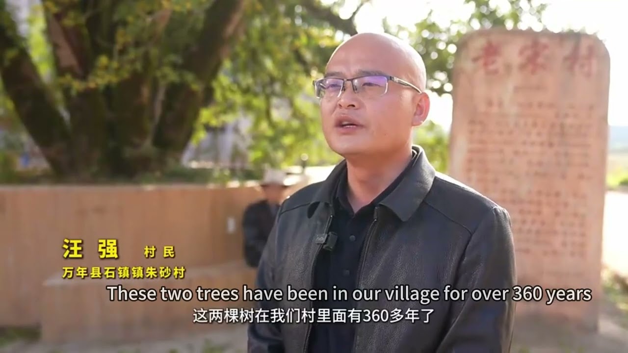 🌳Jiangxi Wannian: Two 360-year-old 'sister osmanthus trees' in full bloom💛