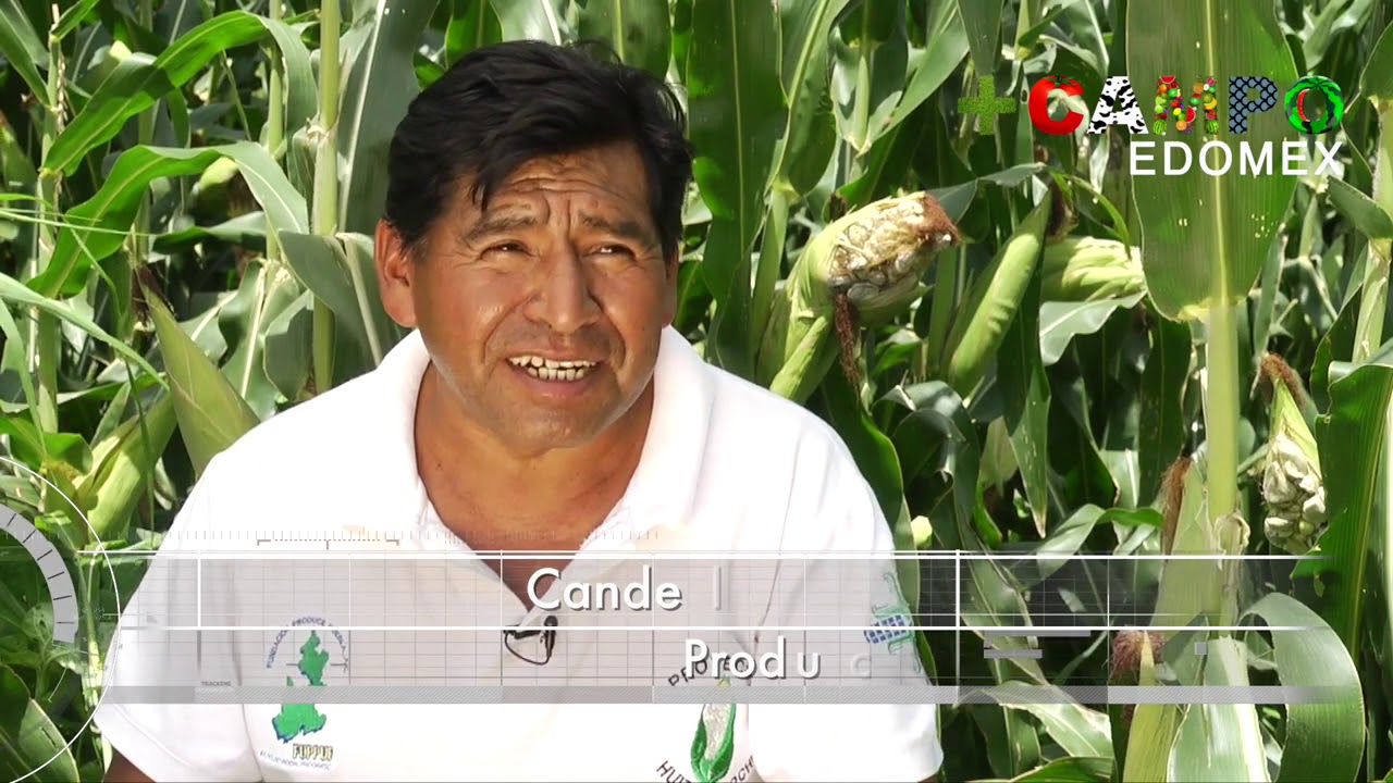 PRODUCCION HUITLACOCHE