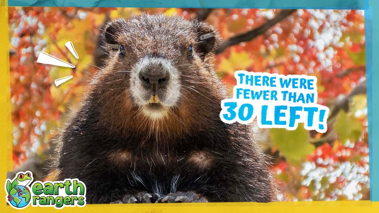 These Whistling Marmots Need Big Help to Survive!  | Earth Rangers