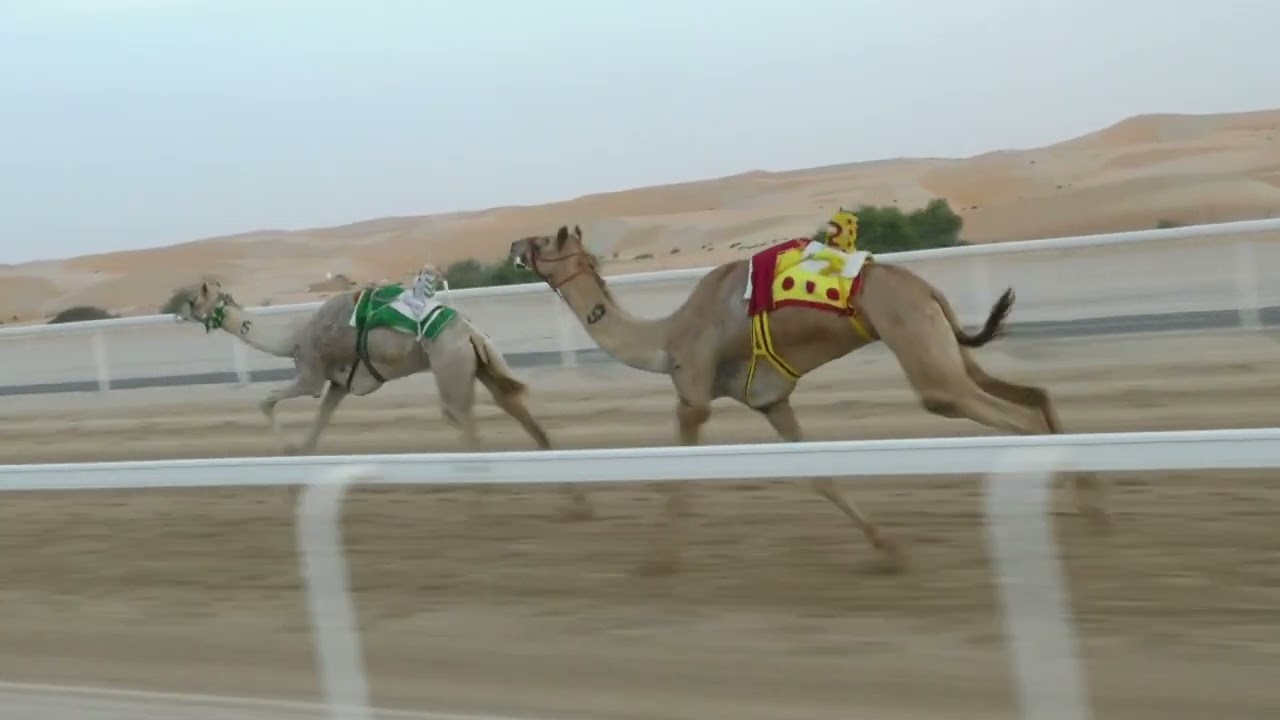 الشوط 2 (الهداره) للسيد:  حمد سلطان راشد الكتبي  توقيت 12:53