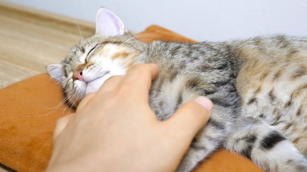 冬支度！ホットカーペットでとろけてしまった子猫！