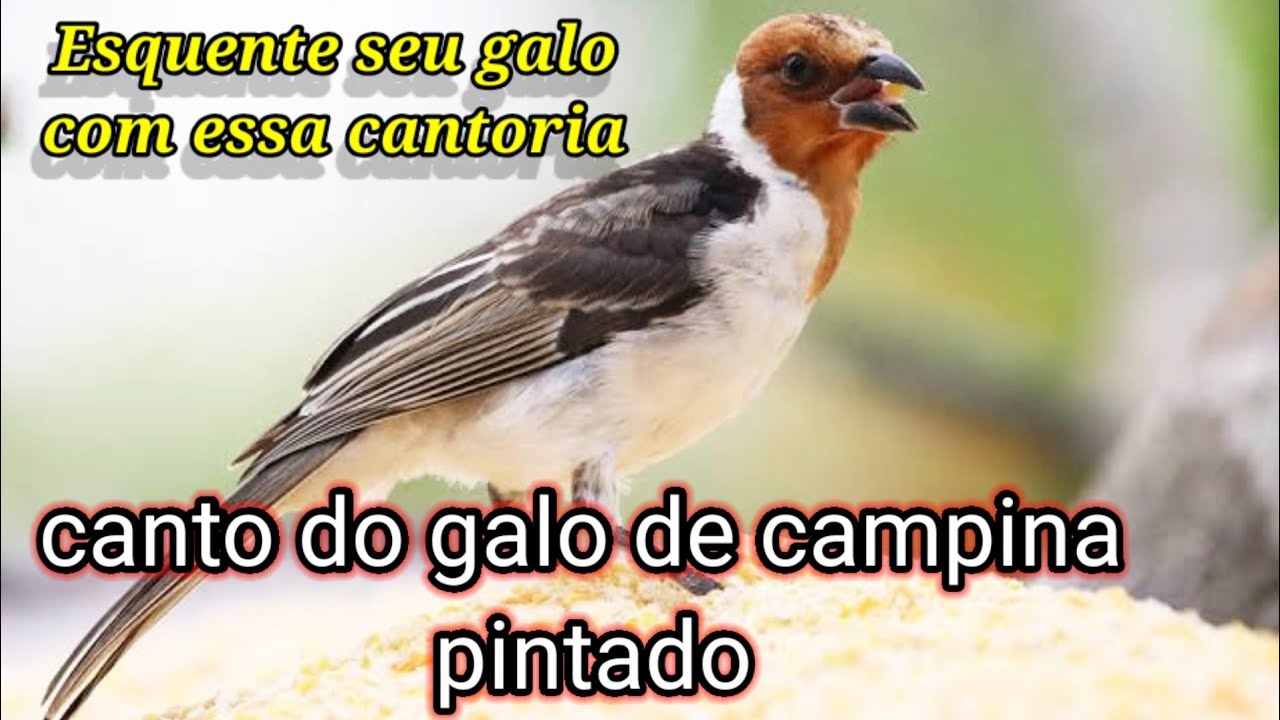 Galo De Campina Cantoria compassada Pai Filho e Espírito Santo