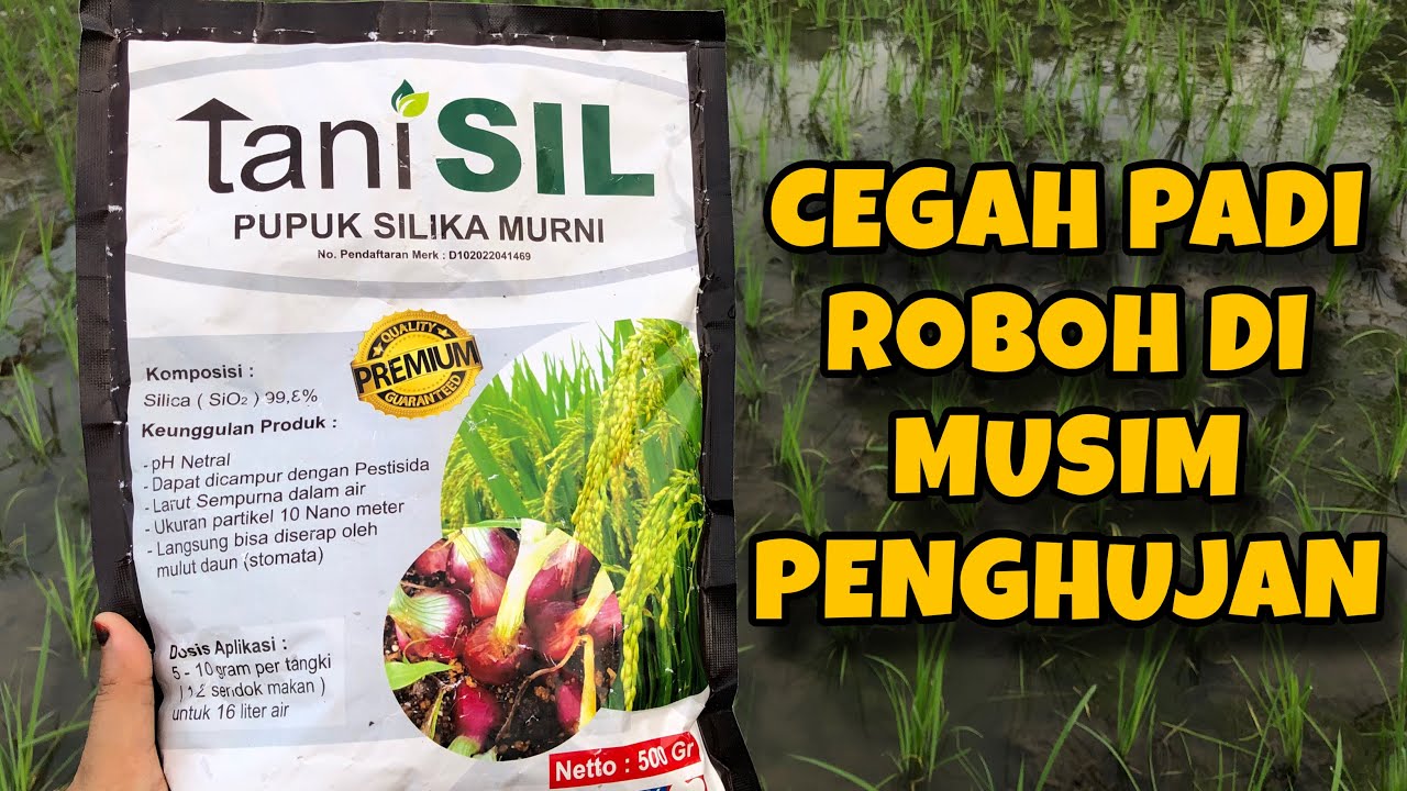 Pupuk Silika TaniSIL Untuk Padi - Manfaat, Dosis dan Keunggulan