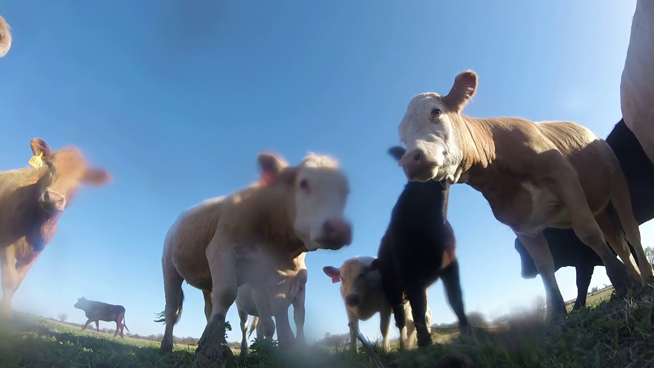 The curiosity of cows drone crash video