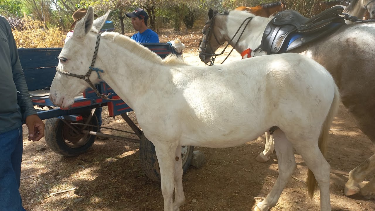 Feira de cavalo em canafistula de Frei Damião Alagoas 09/02/26#nordeste