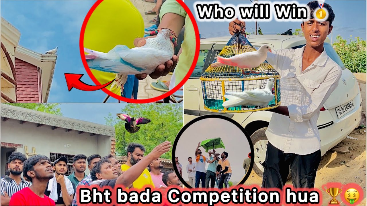 Haryana ki Top Bazi Urai 🤑 || Bht Sare Log kabutar lekr aaye 🕊️ || Big Pigeon Tournament 🏆