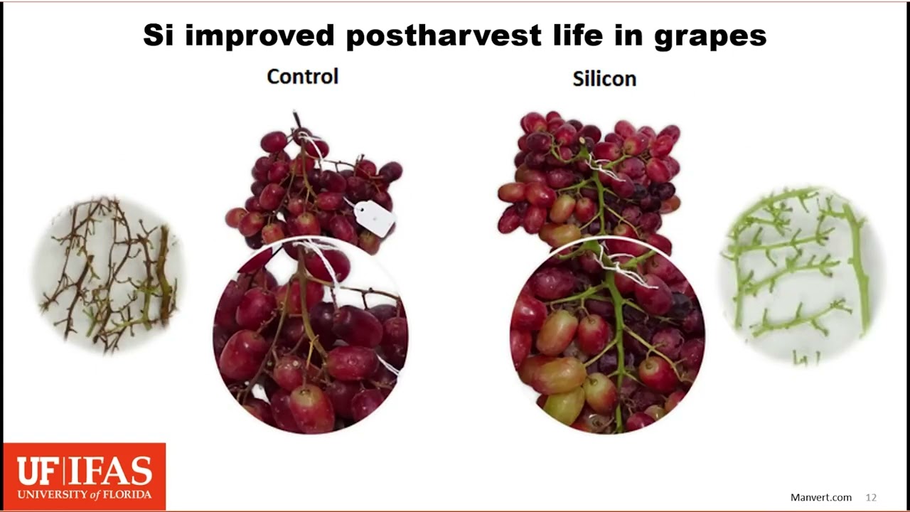 Silicon: A beneficial nutrient for citrus production