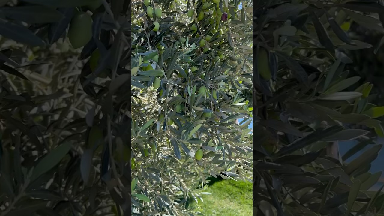 ОЛИВА🫒🌿| Как растет оливковое дерево| Бодрум🌾