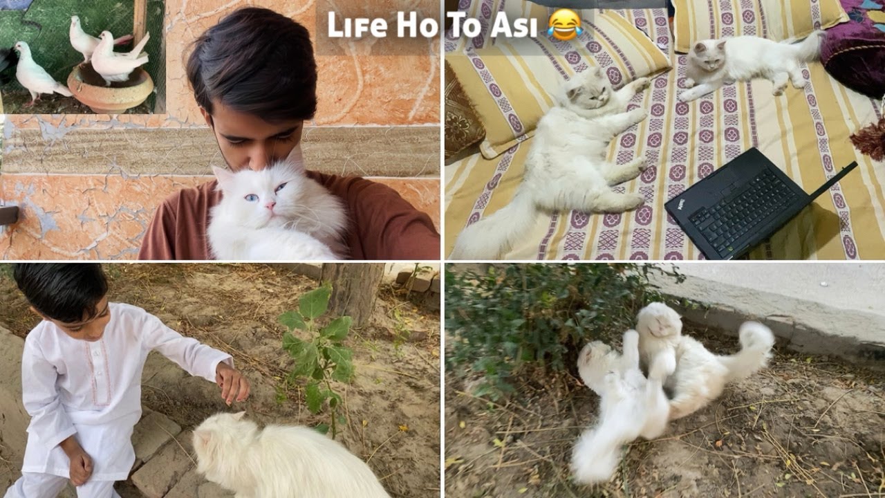 Max & Muffin Ko Aj Dant Pari 😞|| New pigeon gift ay 🎁 |Rehan & Max