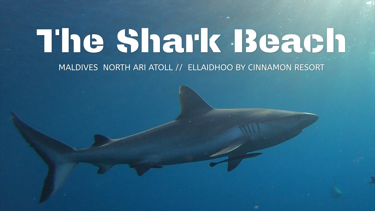 Ellaidhoo Maldives by Cinnamon - The Shark Beach - North Ari Atoll 