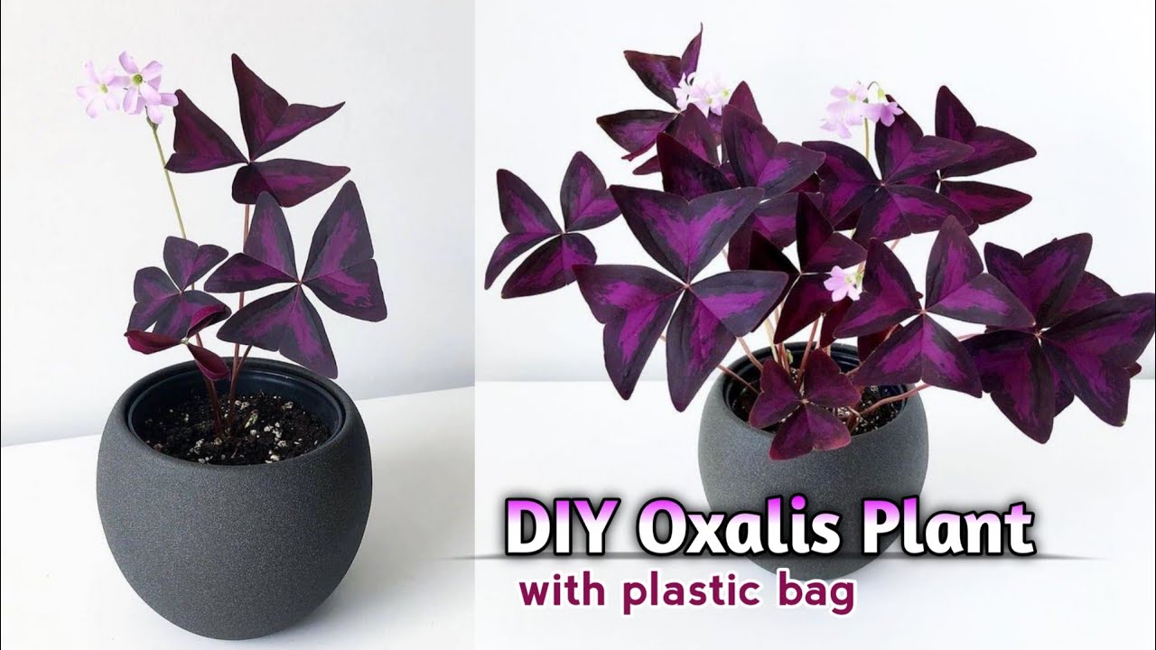 DIY | Cara membuat Bunga Kupu Kupu dari Kresek | How to make Oxalis Plant | Craft