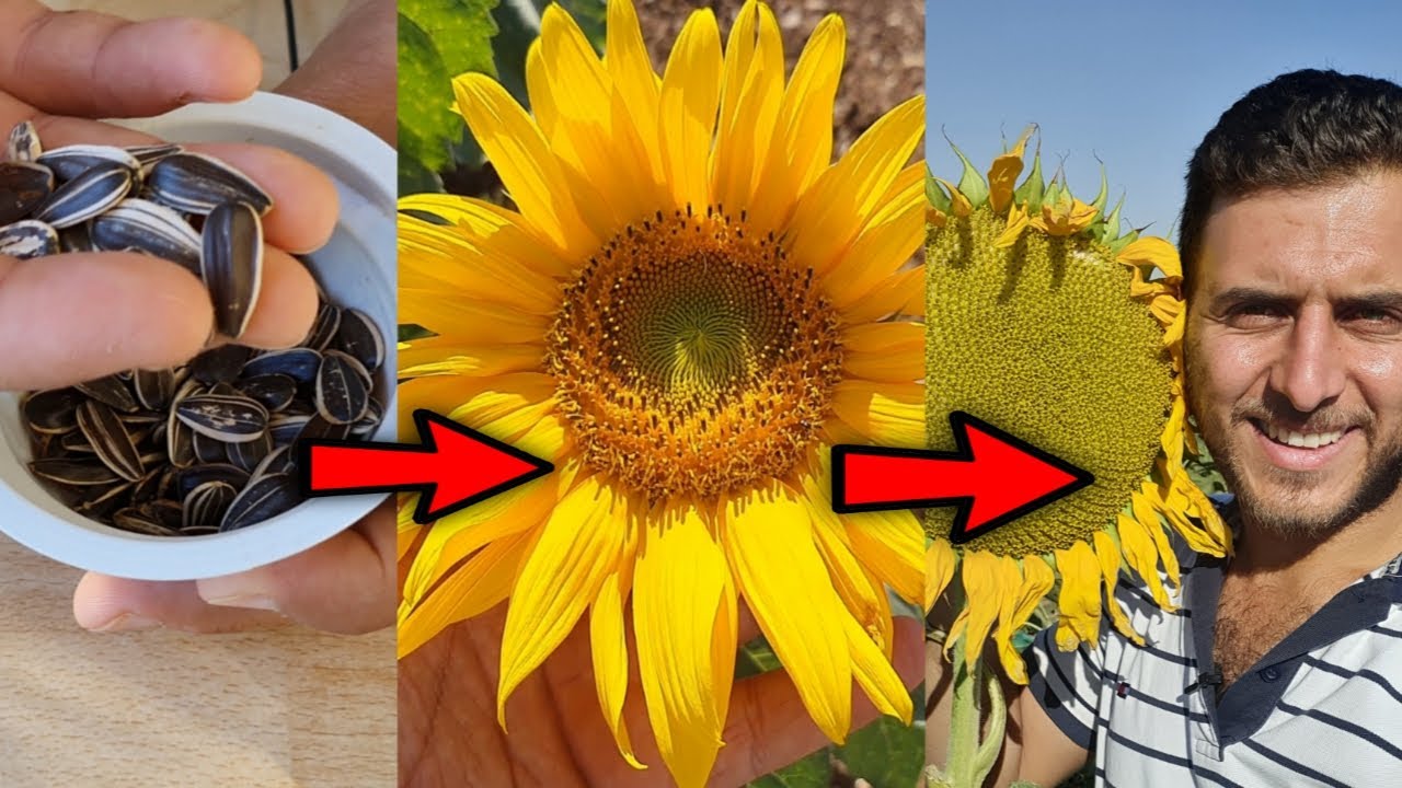 بطريقة سهلة إزرع دوار الشمس اللب السوري عندك في المنزل🌻