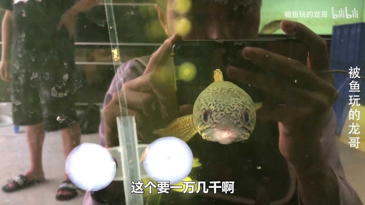 进口的黑鱼上万块钱一条？走遍整个广州，终于找到了雷龙鱼之王：巴卡