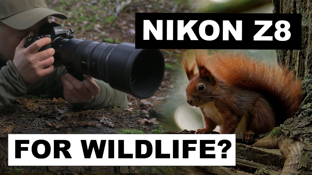 Nikon Z8 for Wildlife: Is It REALLY That Good?