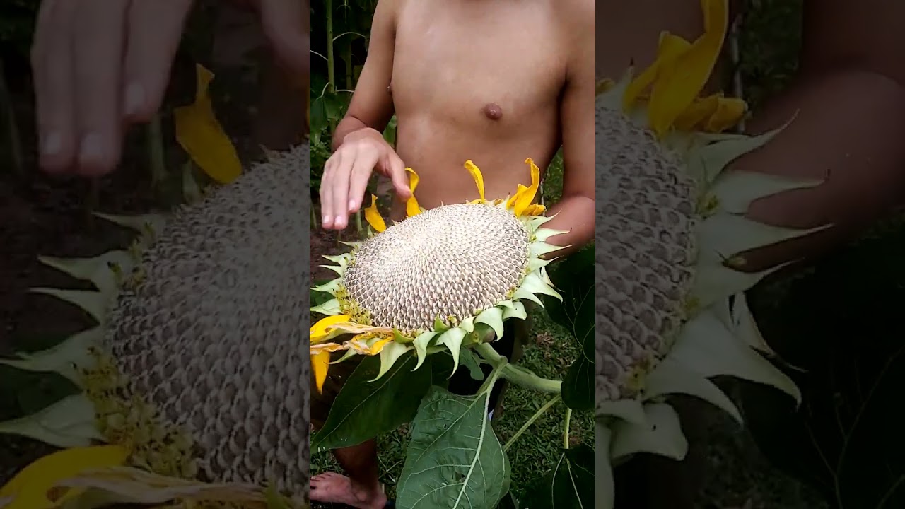 Cleaning sunflower head... Will be stored in cool dry area...