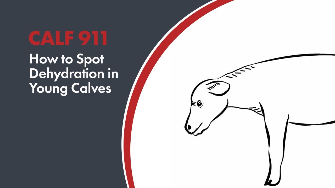 How to spot dehydration in young calves