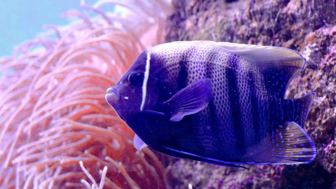 Sea Life Sydney Aquarium