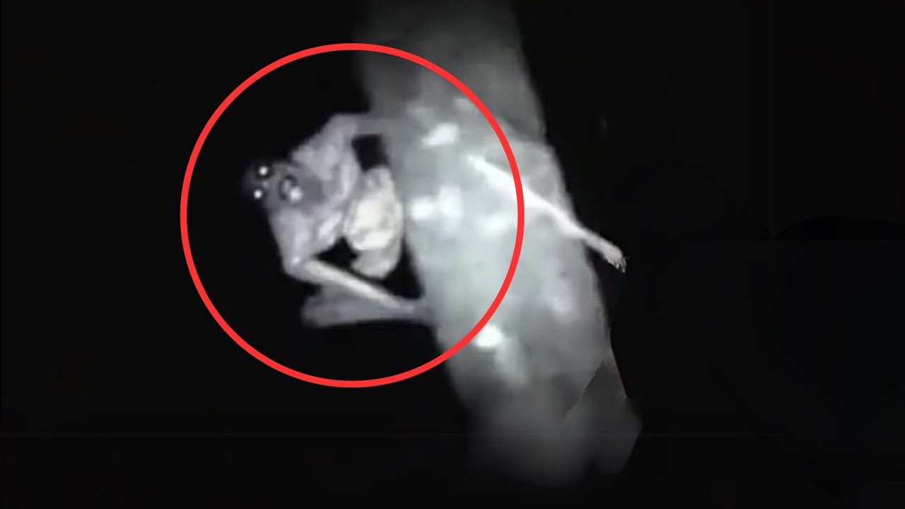 11 SCARIEST Creature Encounters Caught While Camping | Scary Comp V22