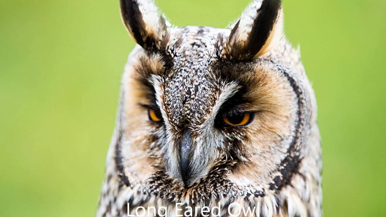 Irish Wildlife 2016