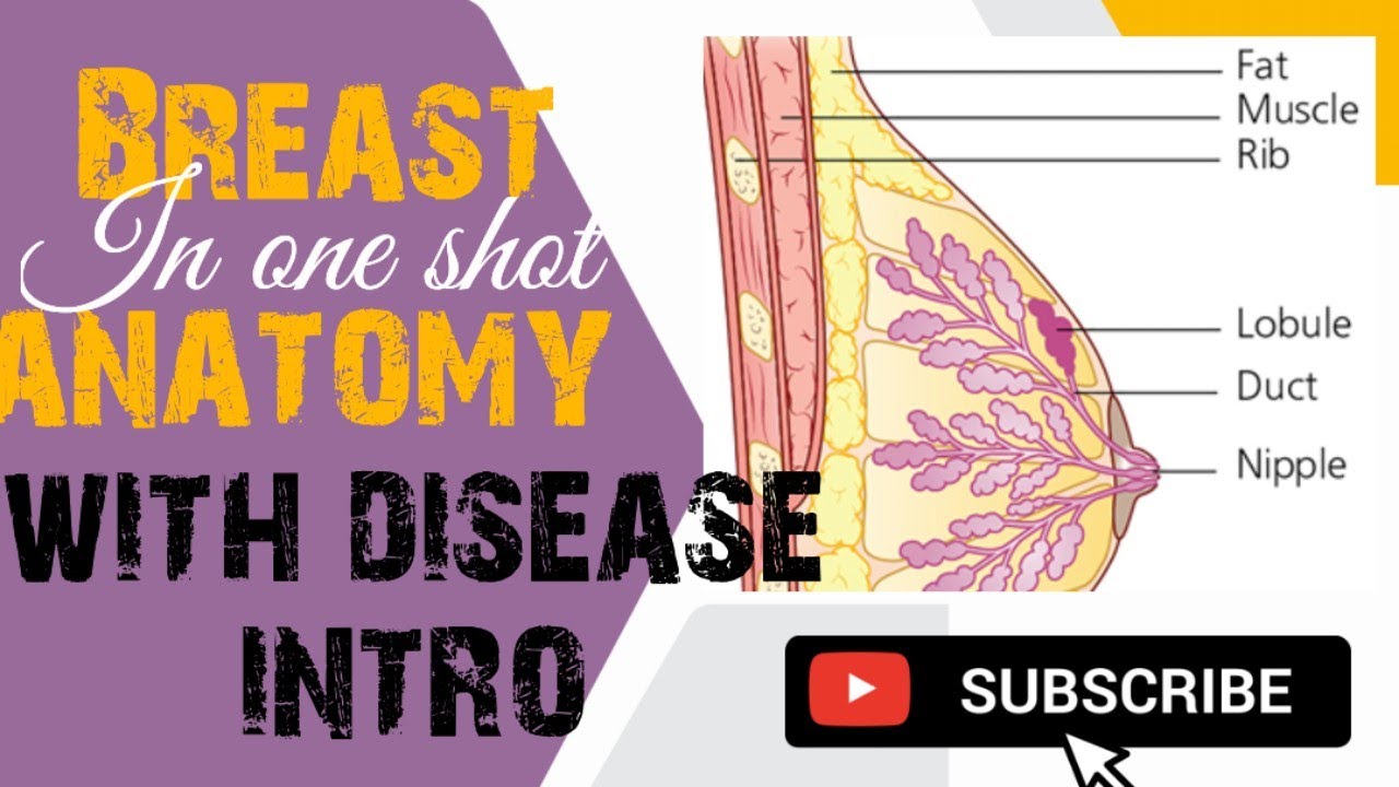 Breast anatomy with it's disease introduction #bams4thyr #shalyatantra #ayurveda #notes #easy 