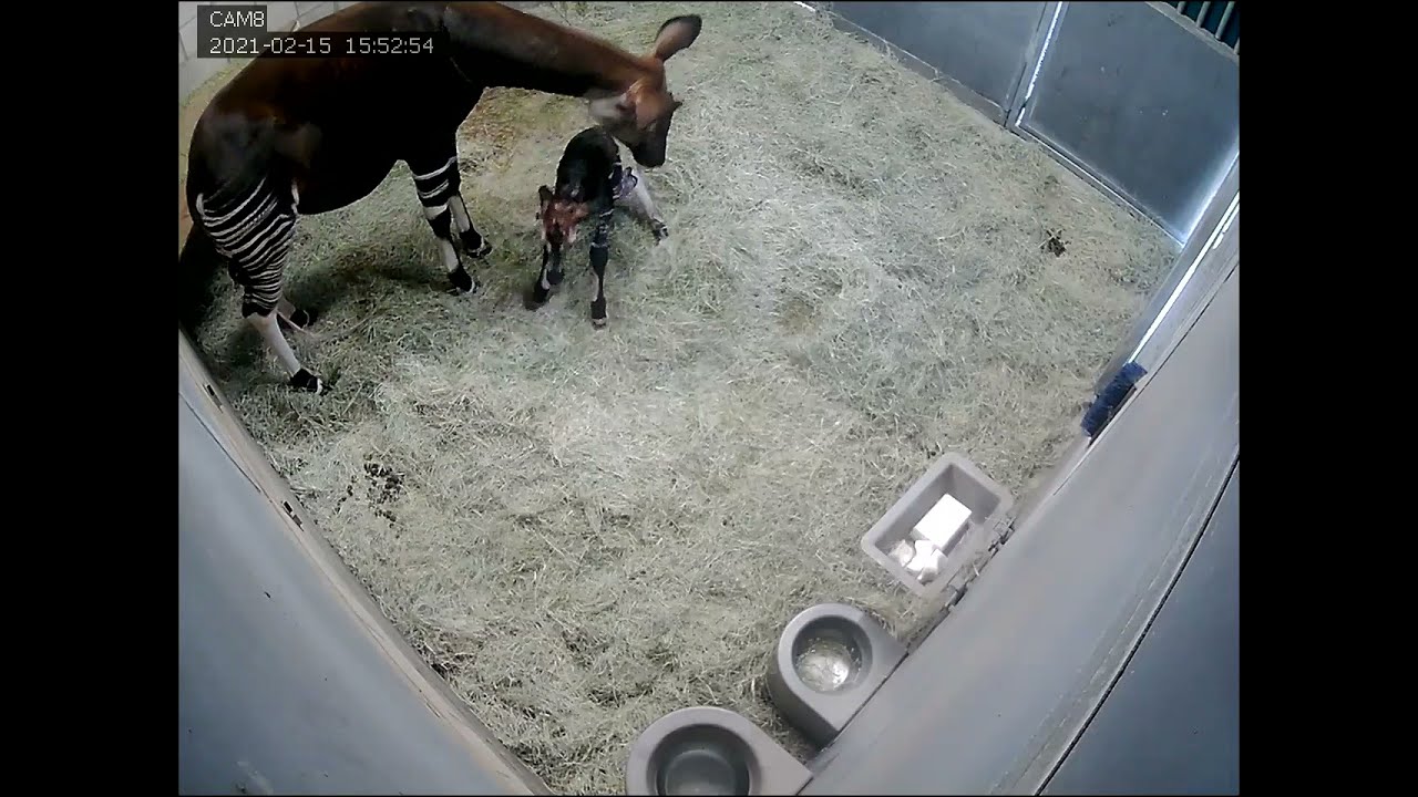 Toby the Okapi's Birth