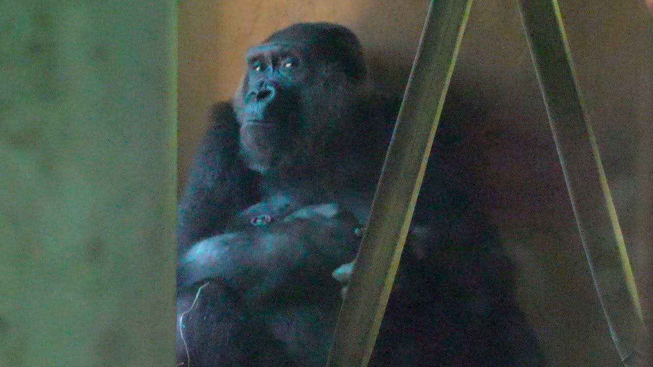 Обещание матери: чистая любовь между гориллой Гэнки и ее малышом Gorillas family / ape