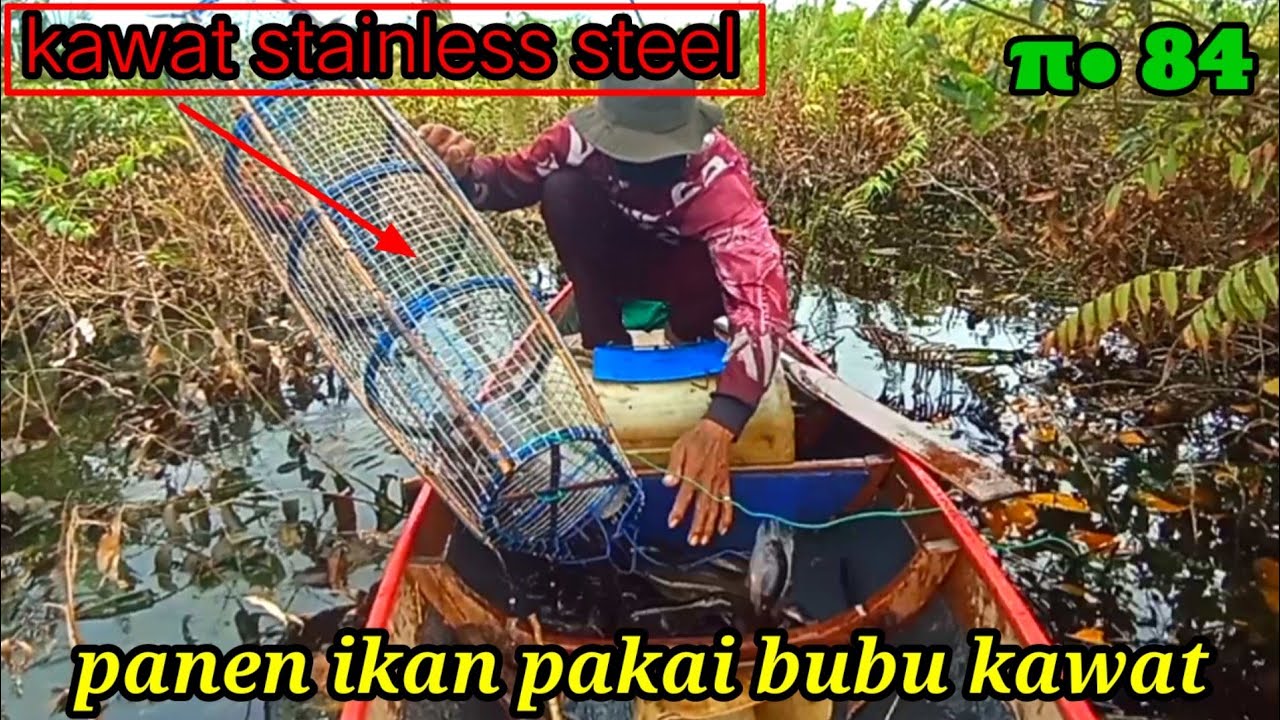 ANGKAT JEBAKAN IKAN || BUBU KAWAT STAINLESS PANEN IKAN @Wongdanau